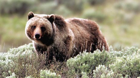 Medvd grizzly napadl v aljaském parku lovka. Ilustraní foto