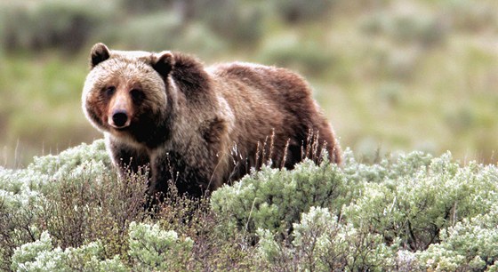 Medvdice podle parku zaútoila, protoe chránila mláata. Ilustraní foto