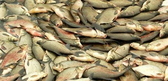 Kvli jedu uhynuly zaátkem ledna v Labi tuny ryb