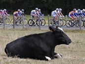 B. Cyklistick peloton v prbhu 7. etapy Tour de France.