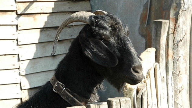 Zvdavé kozy jsou jednou z nejvtích dtských atrakcí.