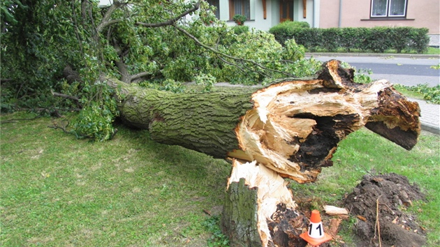 Vtve padajícího stromu v Lukavici na umpersku ásten zasáhly projídjící