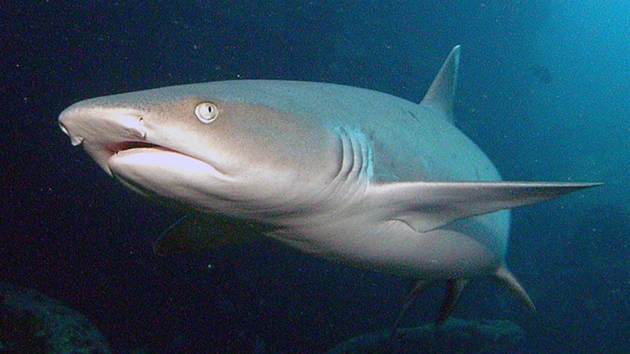 Žralok bělocípý útesový (Triaenodon obesus) Žralok bělocípý útesový (Triaenodon obesus)