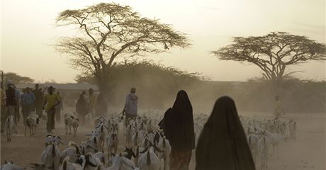 Somáltí uprchlíci vedou své kozy do tábora Dadaab v Keni