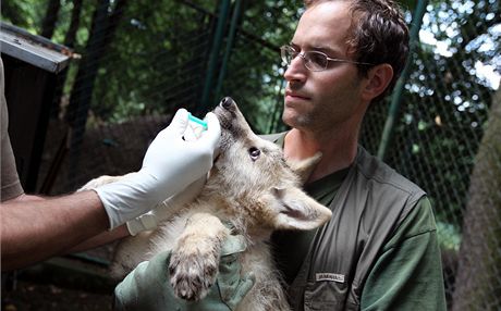 Dv z vlat v brnnsk zoo byla oipovna, odervena, naokovna a bylo u nich