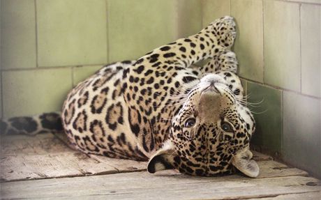 Nádherná samice jaguára Gracie nyní 
