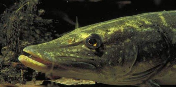 tika obecná (Esox lucius) - detail