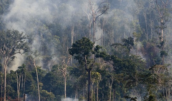 Amazonský detný prales suuje innost nelegálních devorubc  