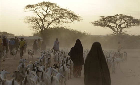 Somáltí uprchlíci vedou své kozy do tábora Dadaab v Keni