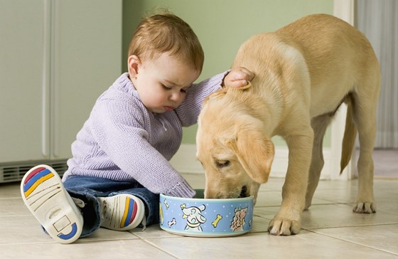 Dejte pozor, aby dít nesahalo psovi do jídla, radí kynoloka. (Ilustraní snímek)
