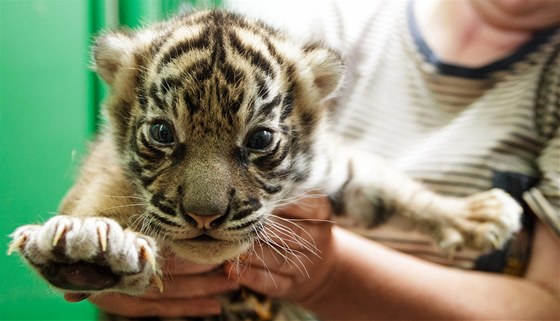 Jedno ze dvou títýdenních koat tygra sumaterského v praské zoo