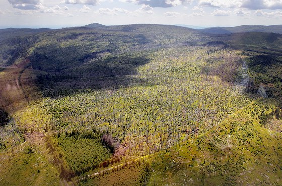 Letecký snímek okolí Bezníku na umav. I tady u stromy zasáhl krovec.