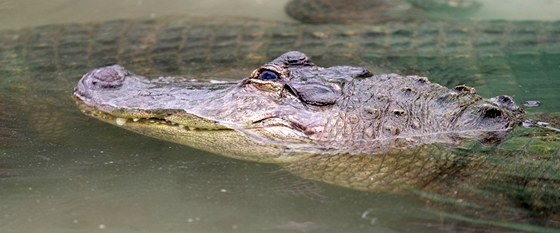 Do Dolní Roínky dorazili dva tymetroví samci aligátora severoamerického,