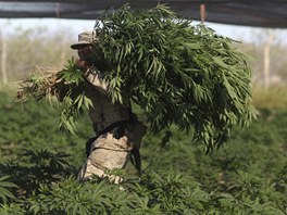 Obchod s marihuanou a její vývoz do sousedních Spojených stát USA jen kvete.