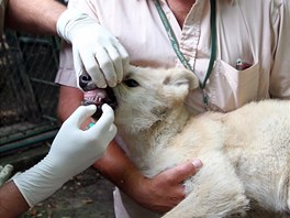 Dv z vlat v brnnsk zoo byla oipovna, odervena, naokovna a bylo u nich