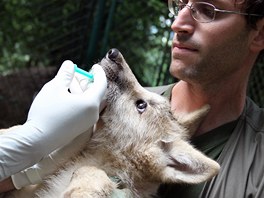 Dv z vlat v brnnsk zoo byla oipovna, odervena, naokovna a bylo u nich