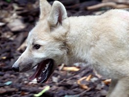 Dv z vlat v brnnsk zoo byla oipovna, odervena, naokovna a bylo u nich