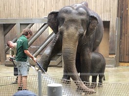 Ostravsk slonice Johti se svou dcerkou Rashmi pi oistn koupeli.
