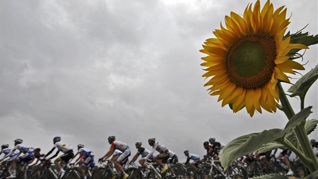 cyklistický peloton v prbhu 11. etapy Tour de France