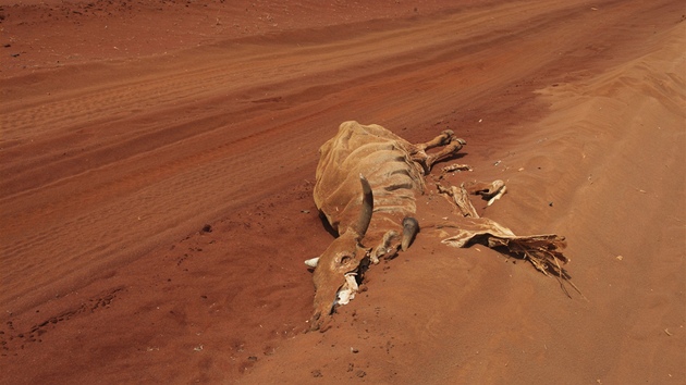 Dvouletý Aden Salád se dívá smrem k matce, která ho koupe v nemocnici provozované Lékai bez hranic v keském uprchlickém táboe Dadaab. (11. ervence 2011)