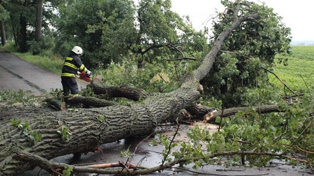 Hasiči z Nového Bydžova na Královéhradecku likvidovali mohutný strom, který Hasiči z Nového Bydžova na Královéhradecku likvidovali mohutný strom, který