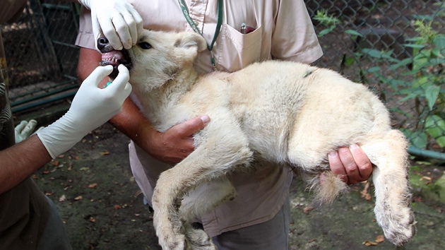 Dv z vlat v brnnské zoo byla oipována, odervena, naokována a bylo u nich