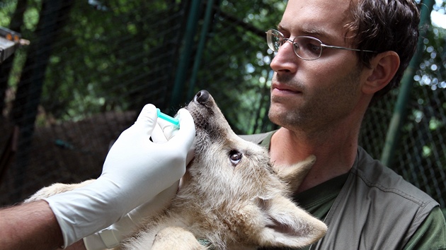 Dv z vlat v brnnské zoo byla oipována, odervena, naokována a bylo u nich