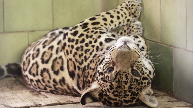 Nádherná samice jaguára Gracie nyní 