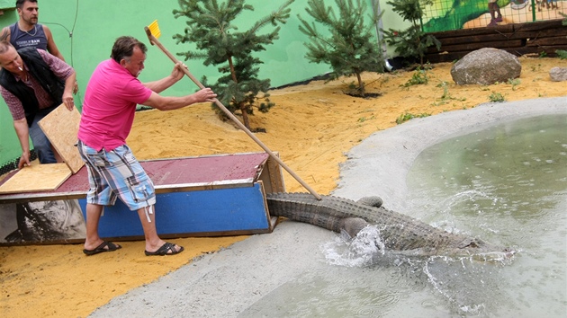 Oetovatelé vypoutjí jednoho ze samc aligátora severoamerického do jezírka