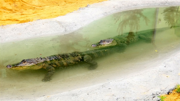 Do Dolní Roínky dorazili dva tymetroví samci aligátora severoamerického,