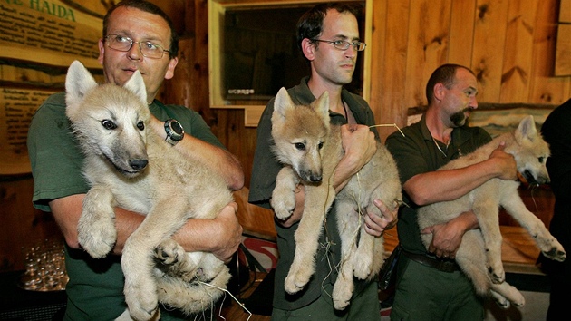 Brnnské zoo se daí chov smeky vlka arktického - kadoron se v ní narodí kolem deseti mláat.