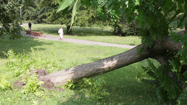 Ve zlínském parku Svobody se vyvrátil strom. (14. ervence 2011)