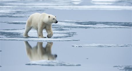Monnettova studie zkoumala utopené lední medvdy v severských moích. Ilustraní foto