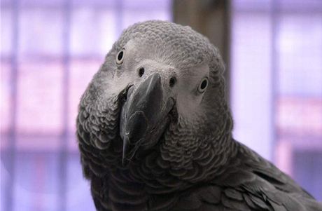 Papouci byli v zajetí dlouho, proto se nkterým moc lett nechtlo. Ilustraní foto.