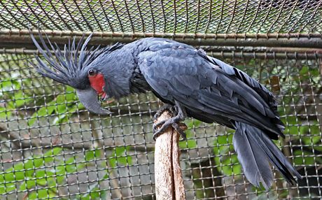 Do nového pavilonu se po jeho postavení pesunou napíklad i papouci kakadu palmoví. (Ilustraní snímek)