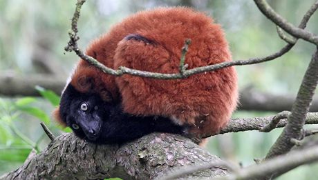 Samice lemura vari patí mezi zvíata, která jsou v jihlavské zoo nejastji na