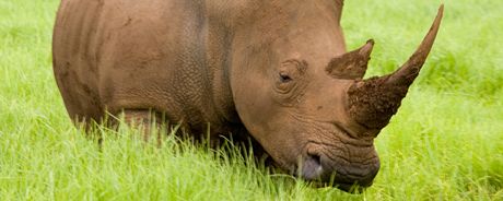 TELEOBJEKTIV: Fotografování nosoroce v pírod vyaduje delí ohnisko 