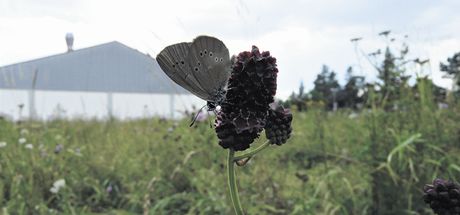 Motýl modrásek na kvtu rostliny krvavec toten