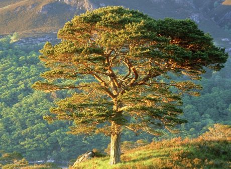 Borovice lesní (Pinus sylvestris) - . Dorstá a 50 metr výky. Celkový tvar