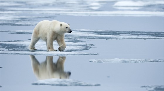 Monnettova studie zkoumala utopené lední medvdy v severských moích. Ilustraní foto