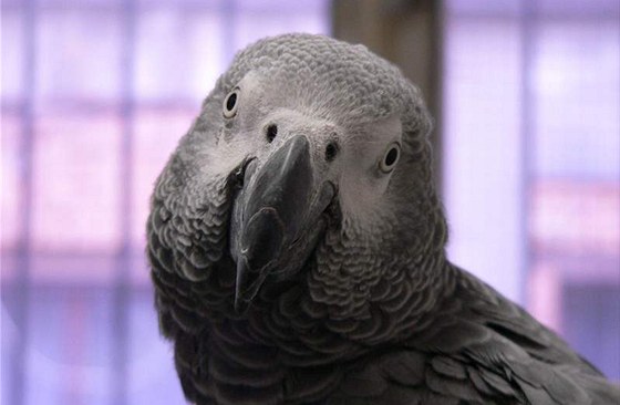 Papouci byli v zajetí dlouho, proto se nkterým moc lett nechtlo. Ilustraní foto.