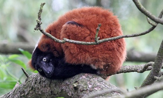 Samice lemura vari patí mezi zvíata, která jsou v jihlavské zoo nejastji na