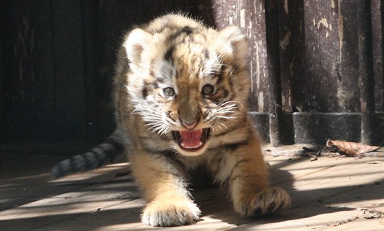 Ostravská zoo v sobotu ktila tygí trojata. Koata se narodila 2. ervna a