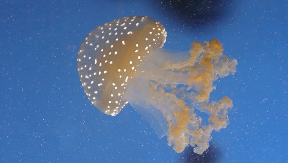 Phyllorhiza punctata - australská medúza tekovaná