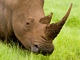 TELEOBJEKTIV: Fotografovn nosoroce v prod vyaduje del ohnisko 