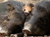 V brnnsk zoologick zahrad se ve stedu narodilo prastko pekari blobradho.