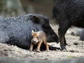 V brnnsk zoologick zahrad se ve stedu narodilo prastko pekari blobradho.