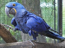 V jihlavsk zoo nali nov toit papouci zabaven paerkm a neleglnm