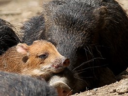 V brnnsk zoologick zahrad se ve stedu narodilo prastko pekari blobradho.