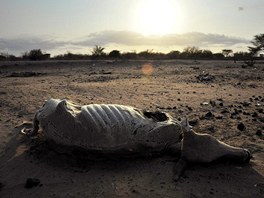 Krva uhynul suchem le nedaleko silnice u keskho msta Dadaab v okrese